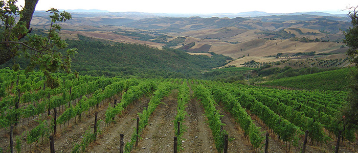 Montecucco vineyards at Castiglioncello Bandini

