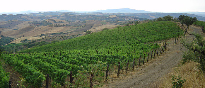 Montecucco vineyards Colle Castagno