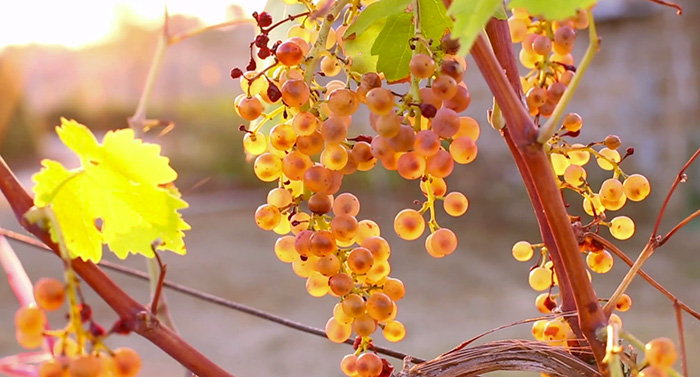 Organic wine in Tuscany