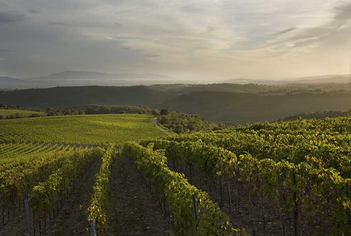 Saffredi vineyards