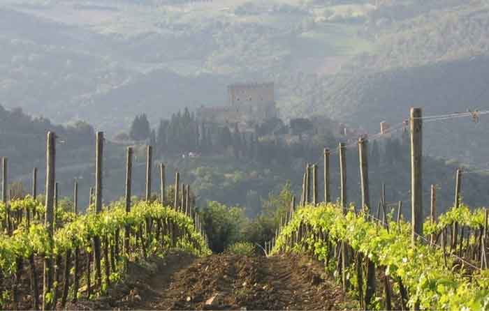 Wines in the Val d'Orcia