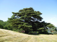 Cedro del Libano Coltibuono