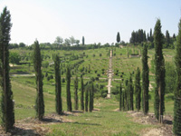 Il Bosco della Ragnaia