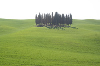 Cypress trees between San Quirico d'Orcia and Montalcino