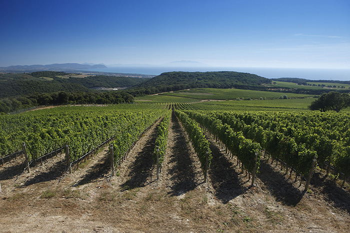 Tenuta Argentiera vineyards in Bolgheri

