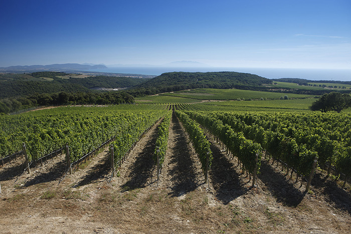 Tenuta Argentiera vineyards in Bolgheri