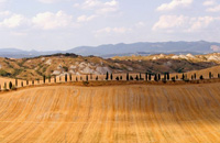 Wines in the Maremma