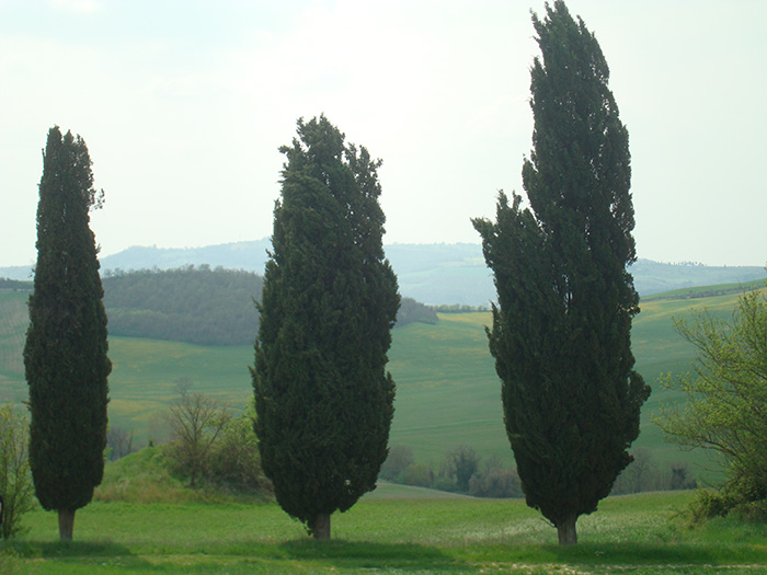 Cypress trees in the Val d'Orcia