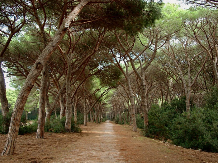 Tombolo Feniglia, pine trees