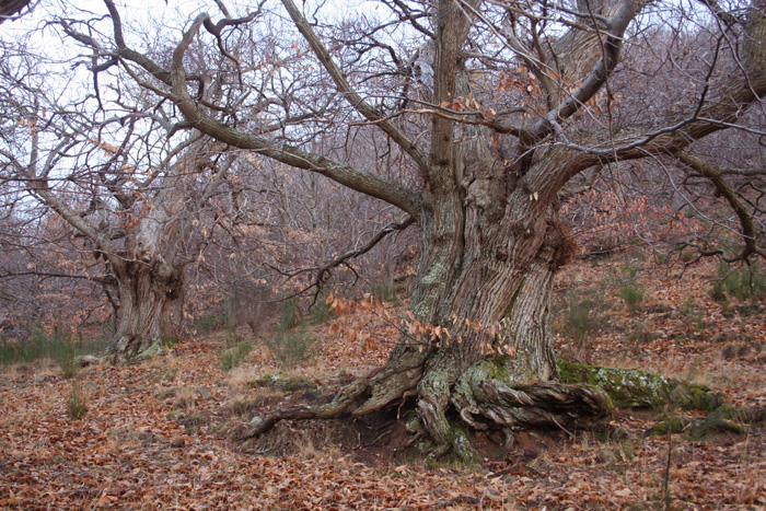  Castagni secolari, La Riserva naturale Poggio all'Olmo, Castiglioncello Bandini

